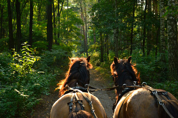 A ride through the forest in a horse-drawn carriage. Somewhere in the Polish countryside.