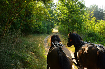 A ride through the forest in a horse-drawn carriage. Somewhere in the Polish countryside.