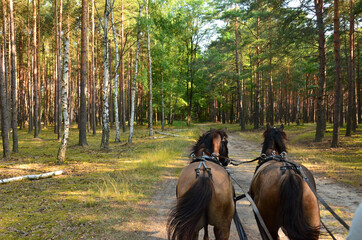 A ride through the forest in a horse-drawn carriage. Somewhere in the Polish countryside.