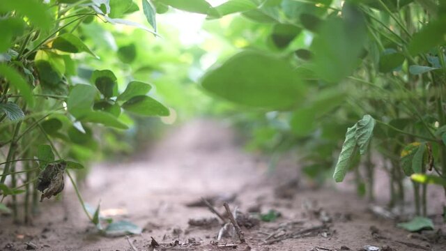 agriculture. soybean plantation a field green bean plant close-up. business agriculture concept. soybean growing vegetables plant care. bio green field soybean movement. agriculture farm