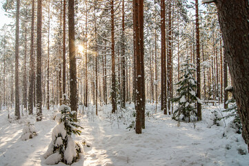 Winter forest. A snow-covered tree in the forest.