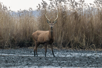 Beautiful young male red deer with nice antler in his natural environment, Cervus elaphus, large animal in the wild, nature reserve, beautiful bull and its antlers