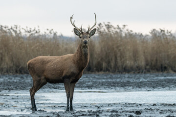 Naklejka na ściany i meble Beautiful young male red deer with nice antler in his natural environment, Cervus elaphus, large animal in the wild, nature reserve, beautiful bull and its antlers