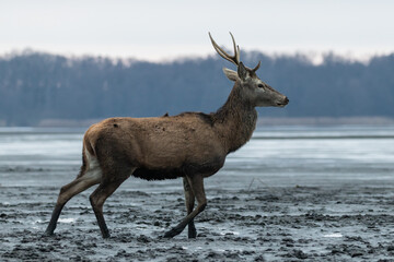 Beautiful young male red deer with nice antler in his natural environment, Cervus elaphus, large animal in the wild, nature reserve, beautiful bull and its antlers