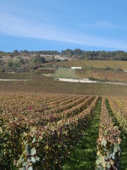 Obraz premium vineyard