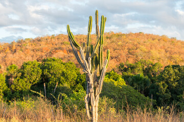 Mandacaru cactus (Cereus jamacaru) and countryside landscape in autumn (beginning of the dry...