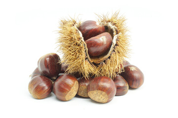 Fresh raw chestnuts isolated on white background, Chestnut with thorny branch