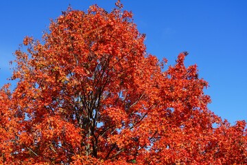 Colorful golden and red foliage of a maple tree in autumn