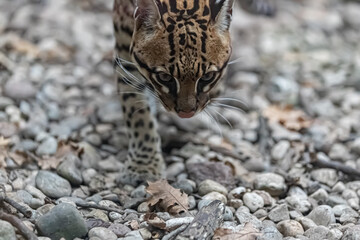 ocelot portrait watching me from below