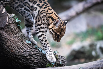 ocelot coming down from the tree