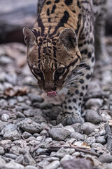 close up of leopard, ocelot liks