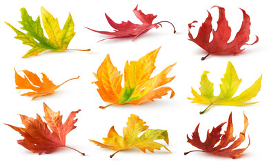 Isolated autumn leaves. Colourful fallen leaves on the ground with shadow isolated on white...