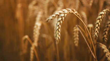 The wheat field is yellow in summer. Selective focus.