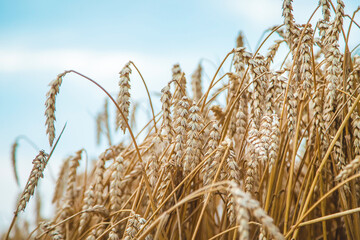 The wheat field is yellow in summer. Selective focus.
