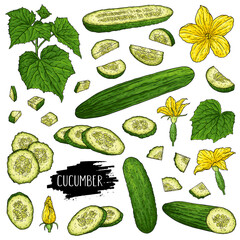 Hand drawn organic vegetables set of cucumbers, slices, halves, pieces, flower, branch and leaves isolated on white background with label. Design for shop, market, book, menu, poster, banner. Vector s
