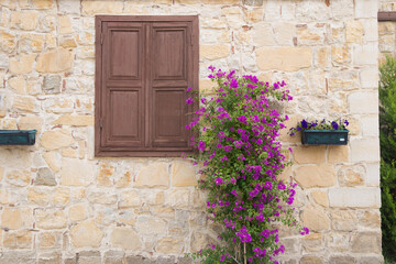 House with pink blooming bougainvillea - obrazy, fototapety, plakaty