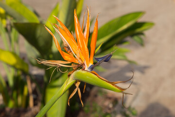 Flowers bird of paradise background