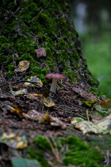 boletus mushroom in the Siberian forest