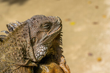 Fototapeta premium Land Iguana in Mauritius Island. High quality photo
