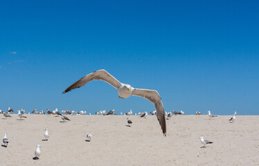 Fototapeta na wymiar Seagull in flight, Esmoriz beach, Portugal