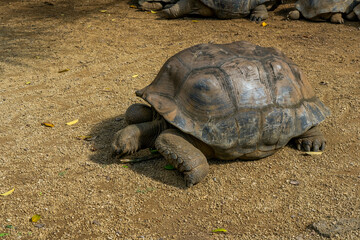 A giant Mauritius turtle, Mauritius islands, South Africa. High quality photo