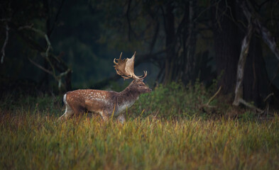 The majestic fallow deer walks across the meadow and looks around.