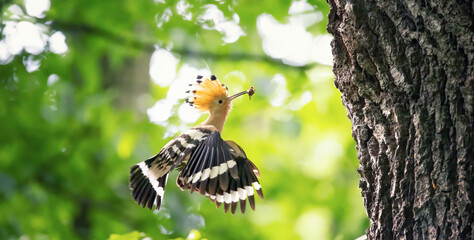Beautiful Hoopoe carries food to the female nest. © Jiří Fejkl