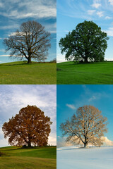 Ein Baum, vier Jahreszeiten, Jahreszeiten, Baum, Jahreszeitenbaum - obrazy, fototapety, plakaty