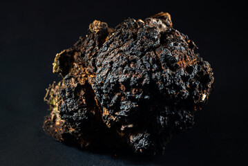 chaga inonotusobliquus, traditional white mushroom in chaga. Medical and biology concept.