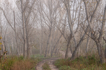 Autumn forest landscape, on a cold foggy morning.