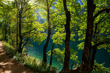 Bäume, Seeufer, Grün, Blätter, See, Gosausee, Österreich