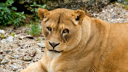 Beautiful Portrait of lion . big lion roar