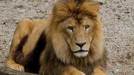 Fototapeta na wymiar Beautiful Portrait of lion . big lion roar