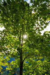 Baum, Sonne, Wiese, grün, Laub, Blätter