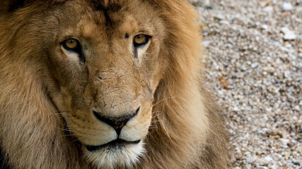 Beautiful Portrait of lion . big lion roar