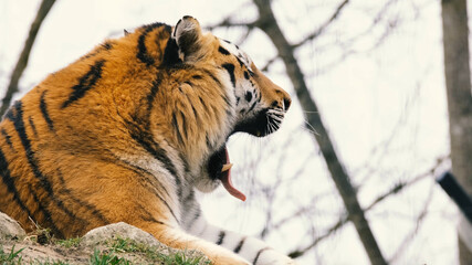 Beautiful Portrait of Tiger . big tiger roar