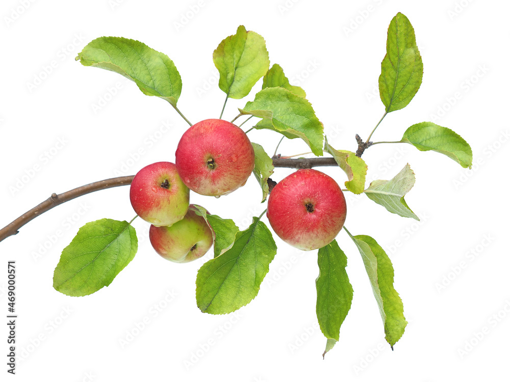 Wall mural branch of wild apple with ripe red fruits isolated on white