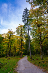 Wald, Waldbild, Herbst, Sonne, Waldstimmung, Nadelwald