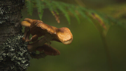 A fungus growing on a tree trunk. © Jaroslaw