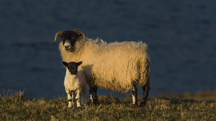  A sheep with a little sheep in the glow of the setting sun. - obrazy, fototapety, plakaty