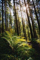 Wald, Waldbild, Herbst, Sonne, Waldstimmung, Nadelwald