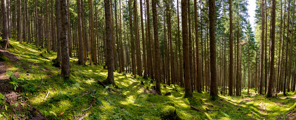 Wald, Waldbild, Herbst, Sonne, Waldstimmung, Nadelwald
