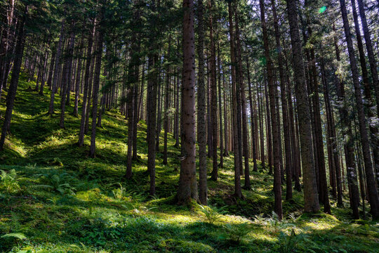 Wald, Waldbild, Herbst, Sonne, Waldstimmung, Nadelwald © aBSicht