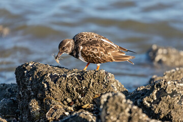 ruddy turnstone (Arenaria interpres) in non-breeding plumage with captured brown shrimp in the beak on the shores of the North Sea