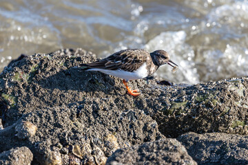 ruddy turnstone (Arenaria interpres) in non-breeding plumage with captured brown shrimp in the beak on the shores of the North Sea