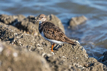 ruddy turnstone (Arenaria interpres) in non-breeding plumage on the shores of the North Sea