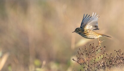 Meadow pipit (Anthus pratensis) takes off in flight, Suffolk, UK