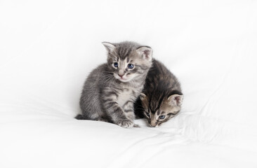 Naklejka na ściany i meble Two small kittens