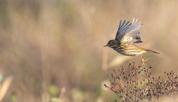 Meadow pipit (Anthus pratensis) takes off in flight, Suffolk, UK