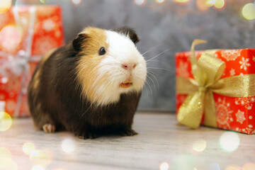 Gift guinea pig Gifts New Year'